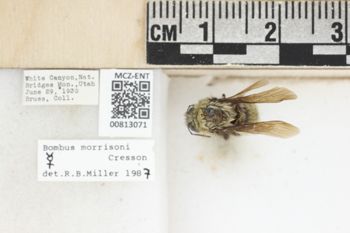 Media type: image;   Entomology 813071 Aspect: labels